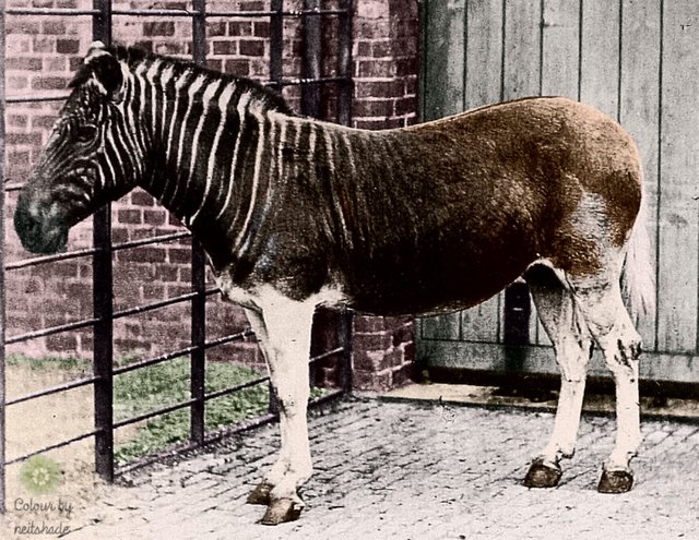 quagga_photo1.jpg