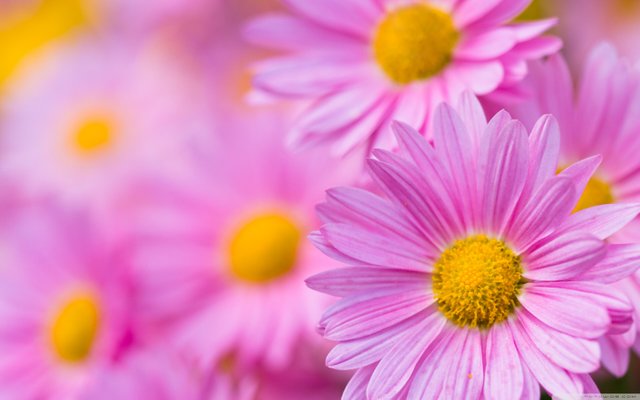 pink_chrysanthemum_2-wallpaper-2880x1800.jpg