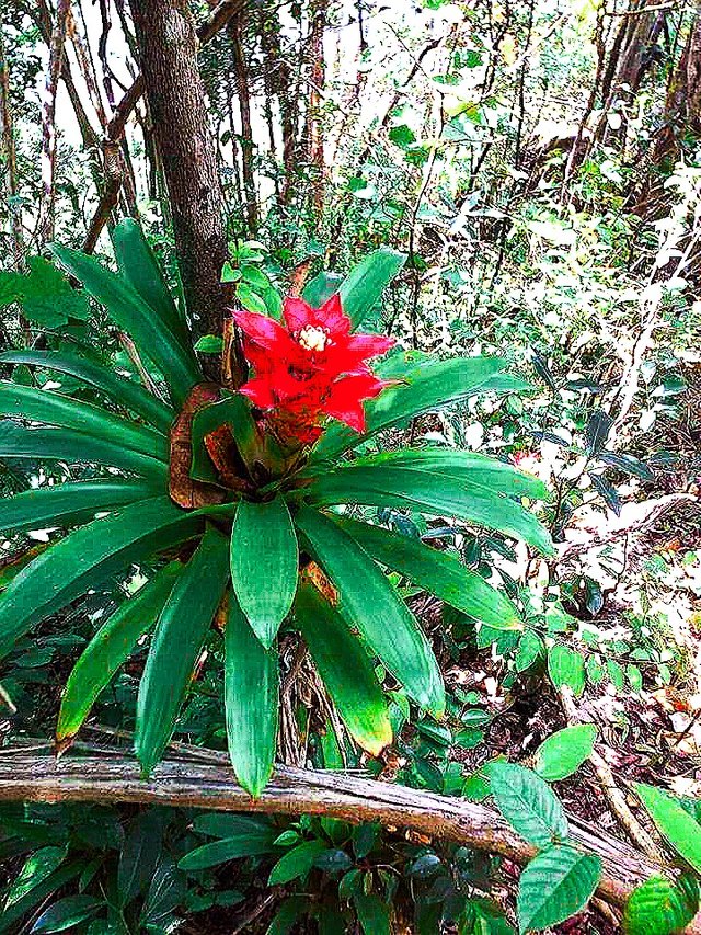 Nature Venezuela.jpg