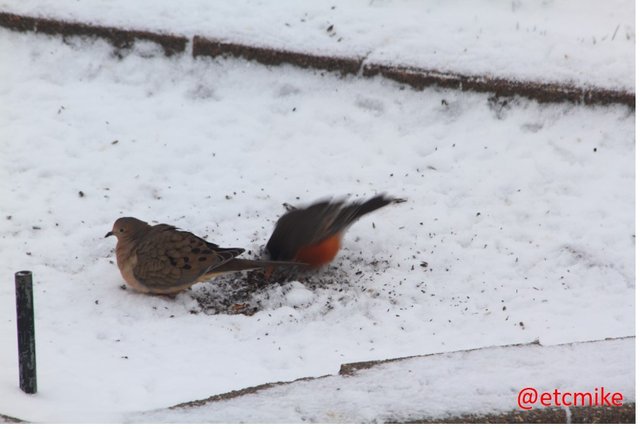 April-snowstorm-mourning-dove-American-Robin-April15-01.JPG