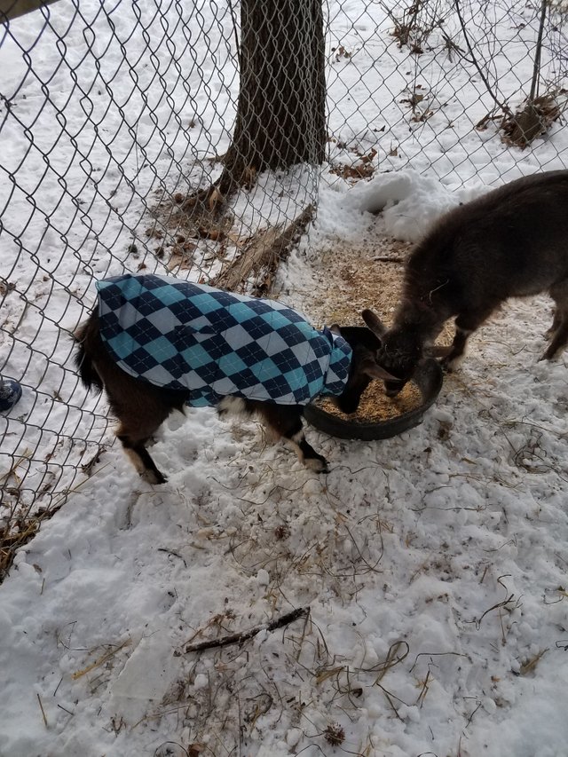 goat with a coat.jpg