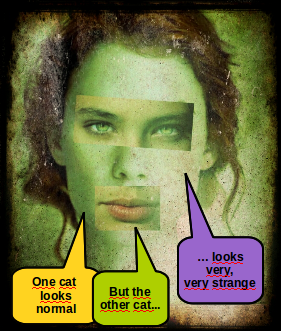 othercat.png