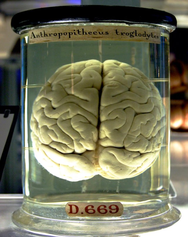 Chimp_Brain_in_a_jar.jpg