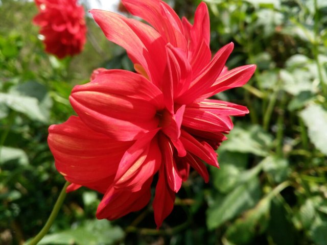 dahlia 3.jpeg