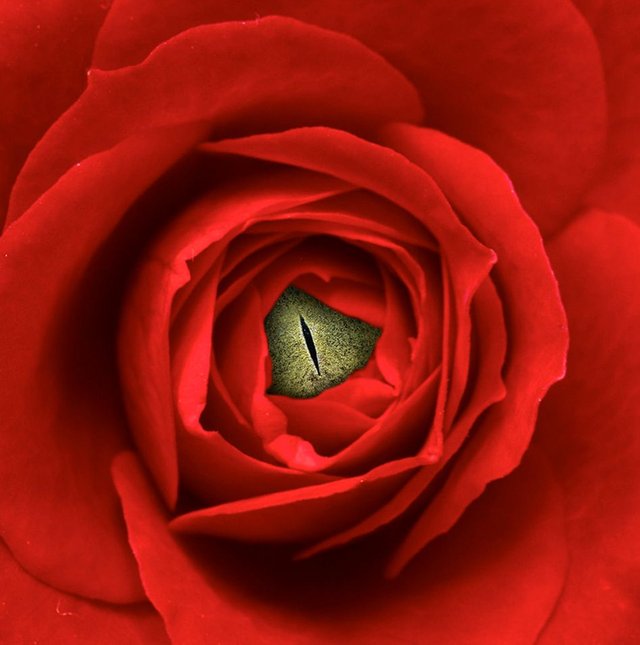 rose eye box.jpg