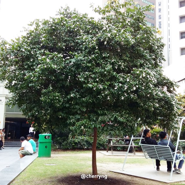 syzygium zeylanicum.jpg