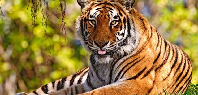 Miley-Sumateran-Tiger.png