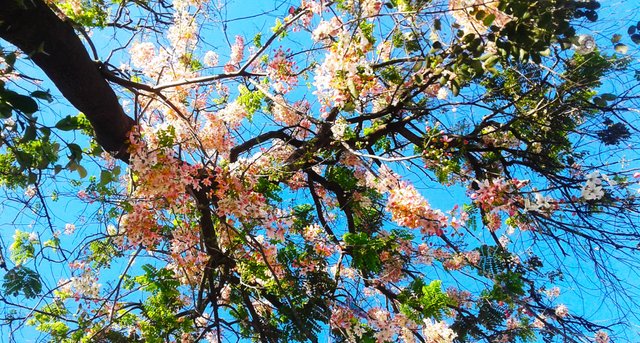 CHERRYBLOSSOM @GASTON PARK, CAGAYAN DE ORO.jpg