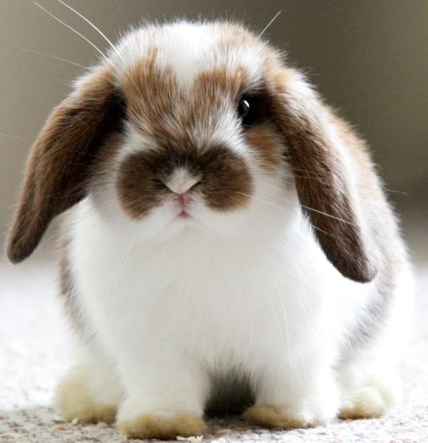 9fdb45236ef02da88a6c586a665aaa73--lop-eared-bunny-mini-lop-bunny.jpg