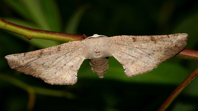 Geometridae Circopetes obtusata-n4.jpg