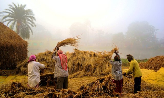 Collecting Crops (2).jpg