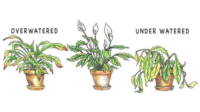 Signs-Of-Over-Watered-Houseplants-2.png