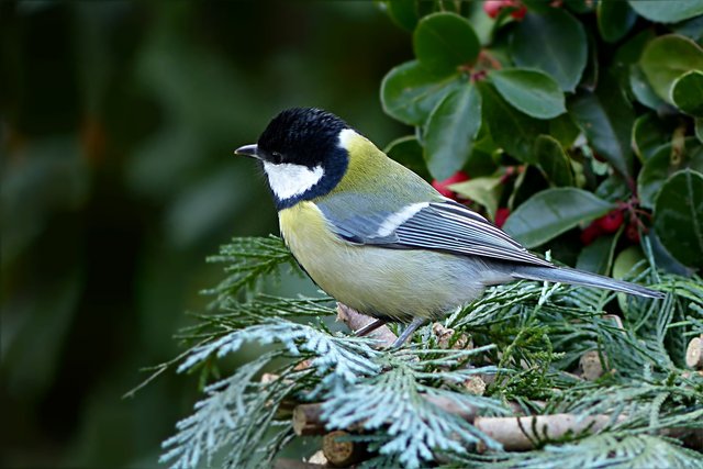 bird-2047085_1920.jpg