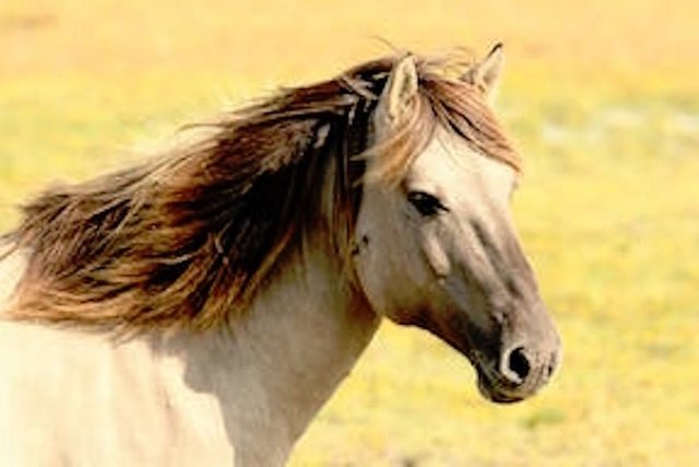 horse-animal-1.jpg