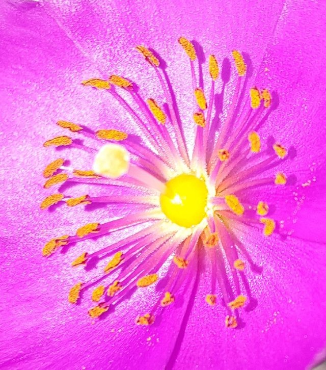 succulent flor 4.jpg