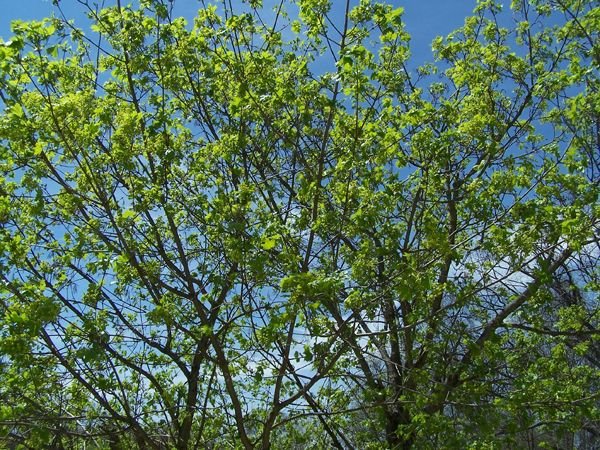 West Maple - new leaves3 crop May 2018.jpg