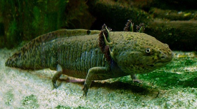 img_clopezm_20161129-080707_imagenes_lv_otras_fuentes_axolotl_ganz.jpg