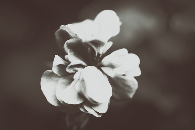 bnw flower-5.jpg