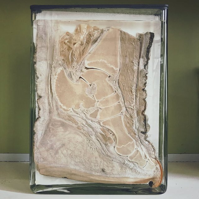 Inside-view-of-an-elephants-foot.jpg