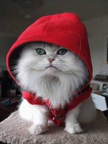 RedRidingHoodKitty.jpg