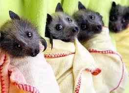 Cute-Bats-bats-35274260-264-191.jpg