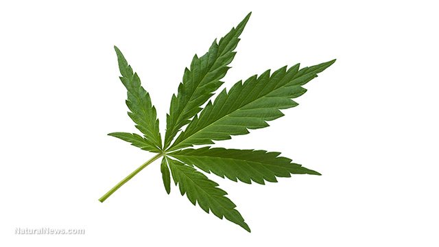 Cannabis-Leaf.jpg
