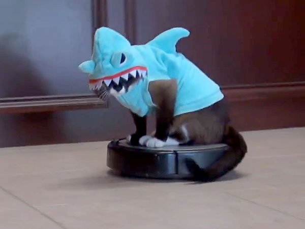 shark-cat-600.jpg