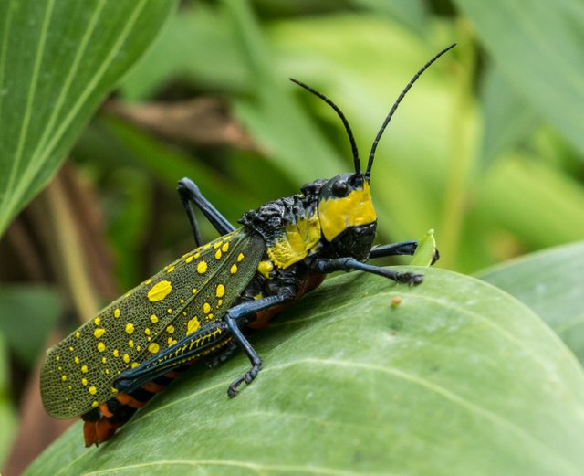 Aularches_miliaris_at_Mangunan_Orchard,_Dlingo,_Bantul,_Yogyakarta_12.jpg