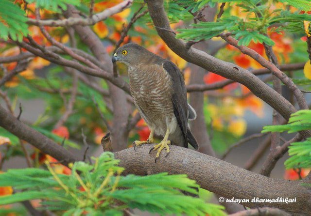 shikra female.jpg