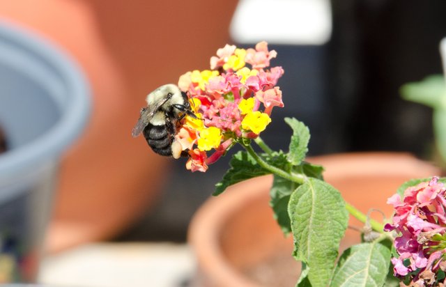 zoom---1---Lantana-and-a-bee---brandon-holsey.jpg