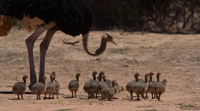 ostrich-chicks.jpg