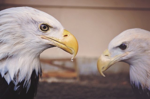 Motivation-Bird-Powerful-Eagle.jpg