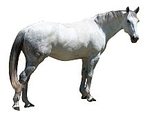 Horse White 169HR.jpg