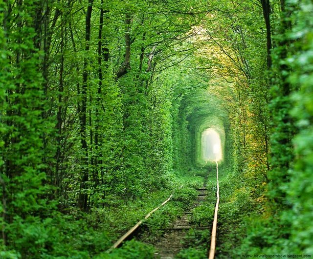 tunnel of love Klevan, Ukraine.jpg