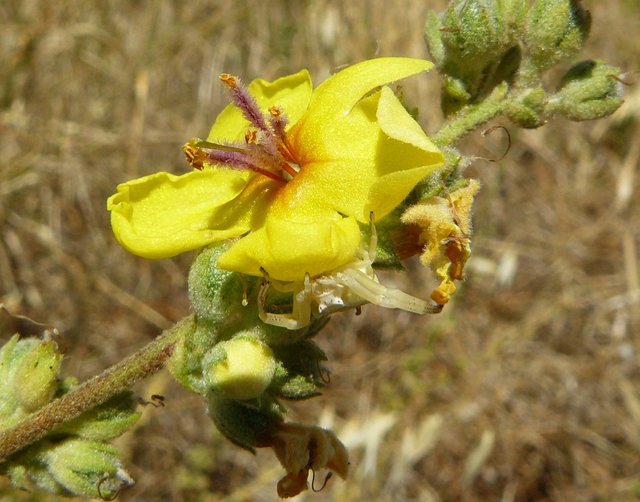 yellow wildflower verbascum sinuatum crab spider.jpg