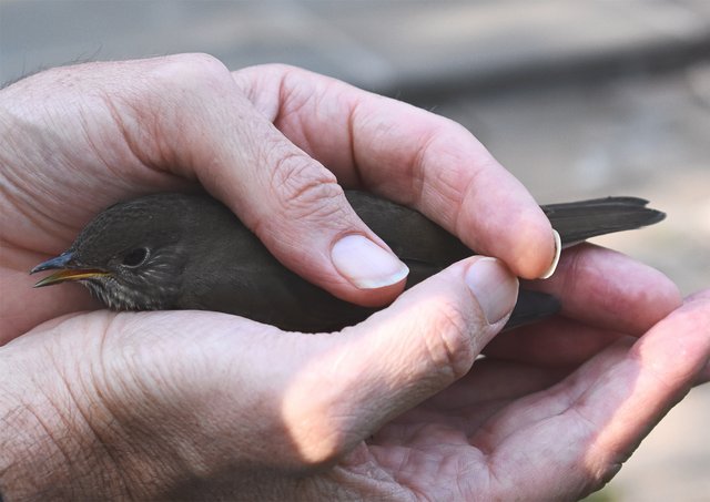 bird-in-hand.jpg