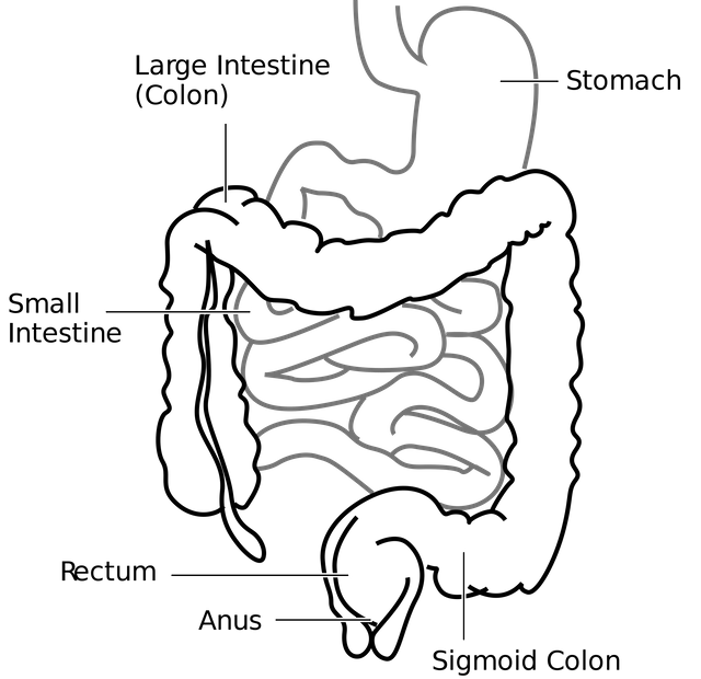 2000px-Intestine-diagram.svg.png