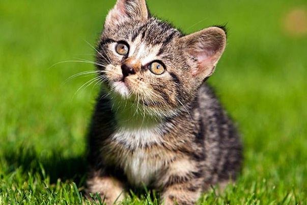 04-kitten-cuteness-1.jpg