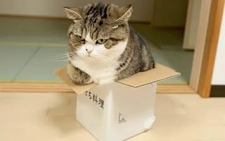 Porque a los gatos le gustan las cajas.jpg