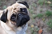 200px-Sad-pug.jpg