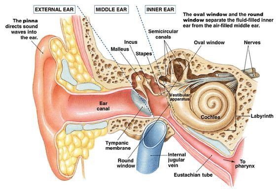 labeled-diagram-of-the-ear-beautiful-nice-lateral-view-of-the-ear-canal-and-inner-ear-structures-great-of-labeled-diagram-of-the-ear.jpg