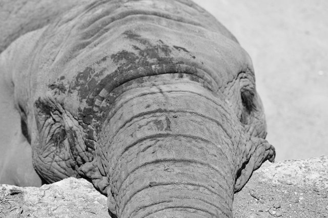 114129508941 - elephants in captivity last of the great_5.jpg