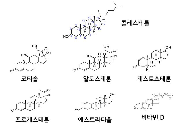 콜레스테롤과 호르몬 비타민.jpg