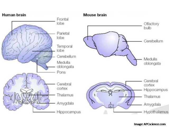 mouse brain.jpg