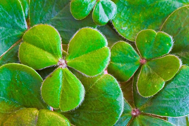 shamrocks-2139852_1280.jpg