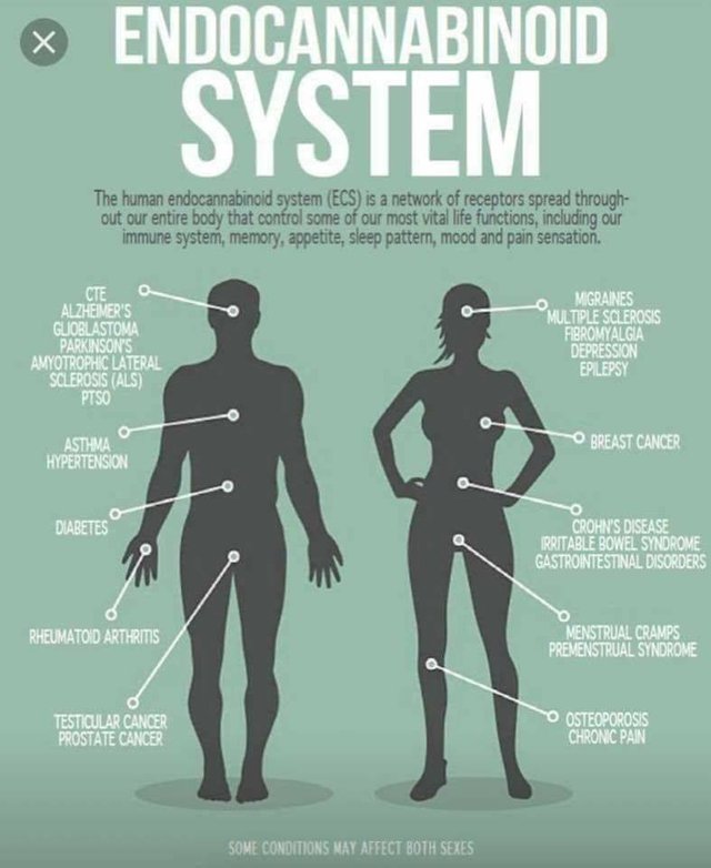 Canaboid system .jpg