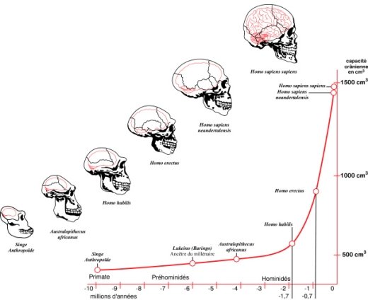 brainEvolution.jpg