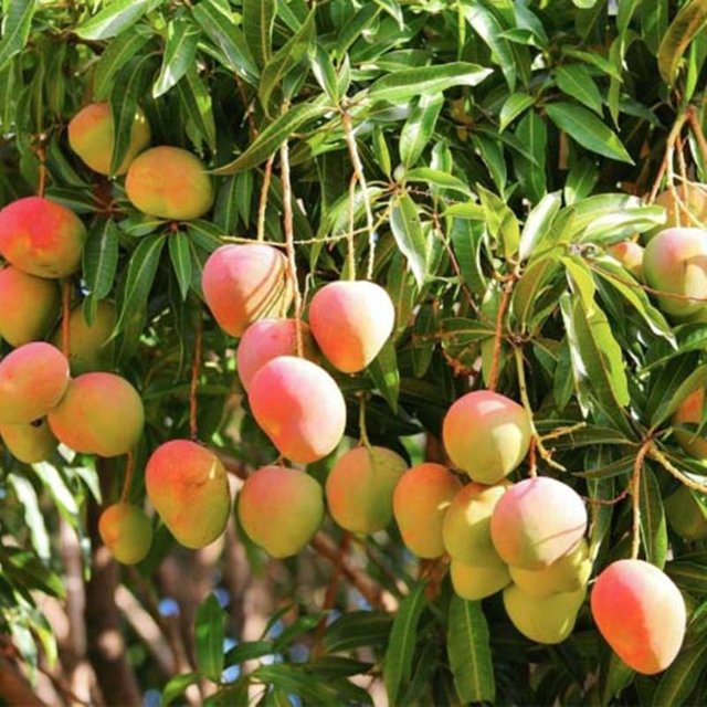 how-to-grow-a-mango-tree-in-pot-1.jpg
