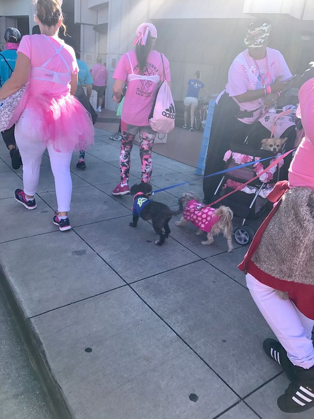 bcdogspink.jpg