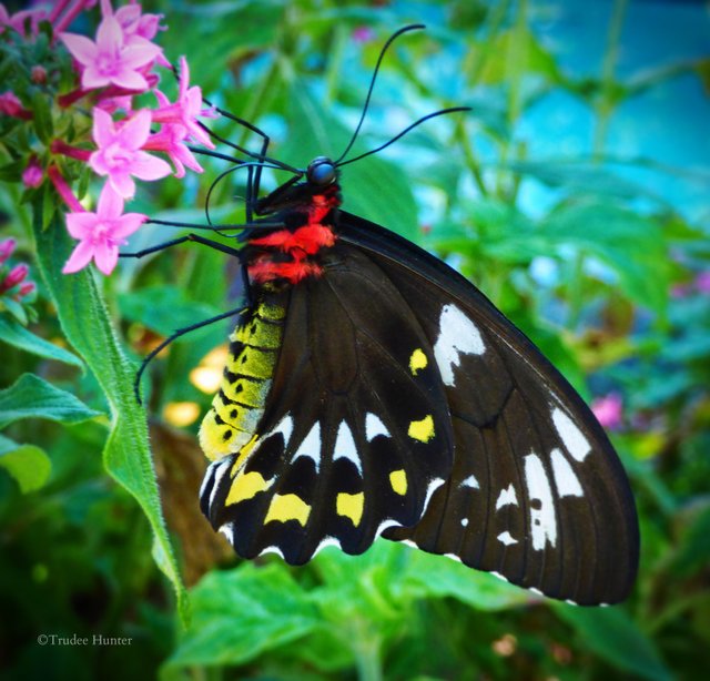 WM Butterfly blur.jpg